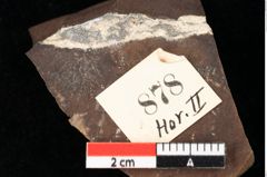 Foto (Detailsansicht) von Quercus palaeoilex Ettingshausen (NHMW-GEO-2024-0188-0878)